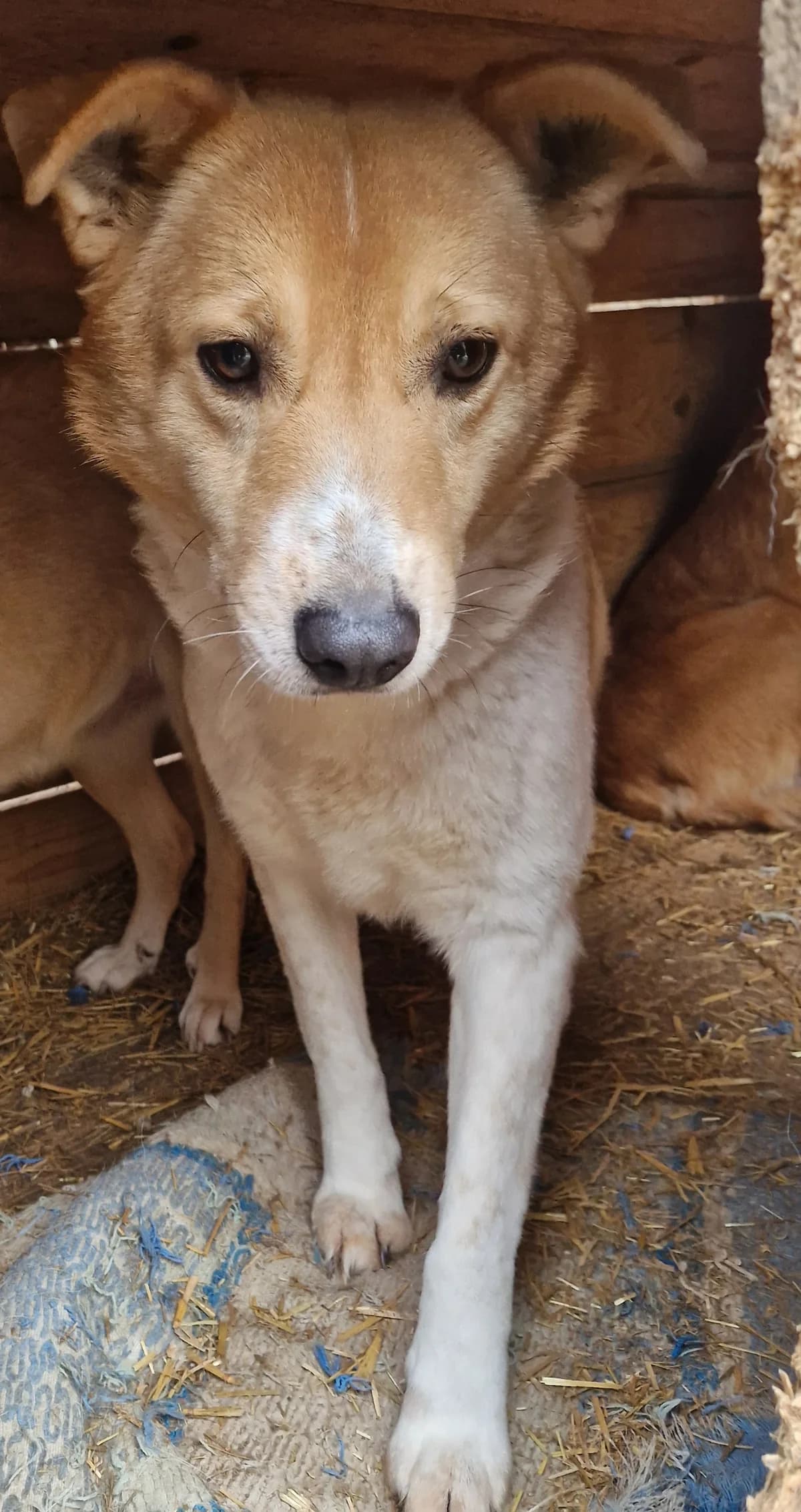 Lara ca. 50 cm, female 4yo Mixed Breed for adoption at Little Souls, Holtland