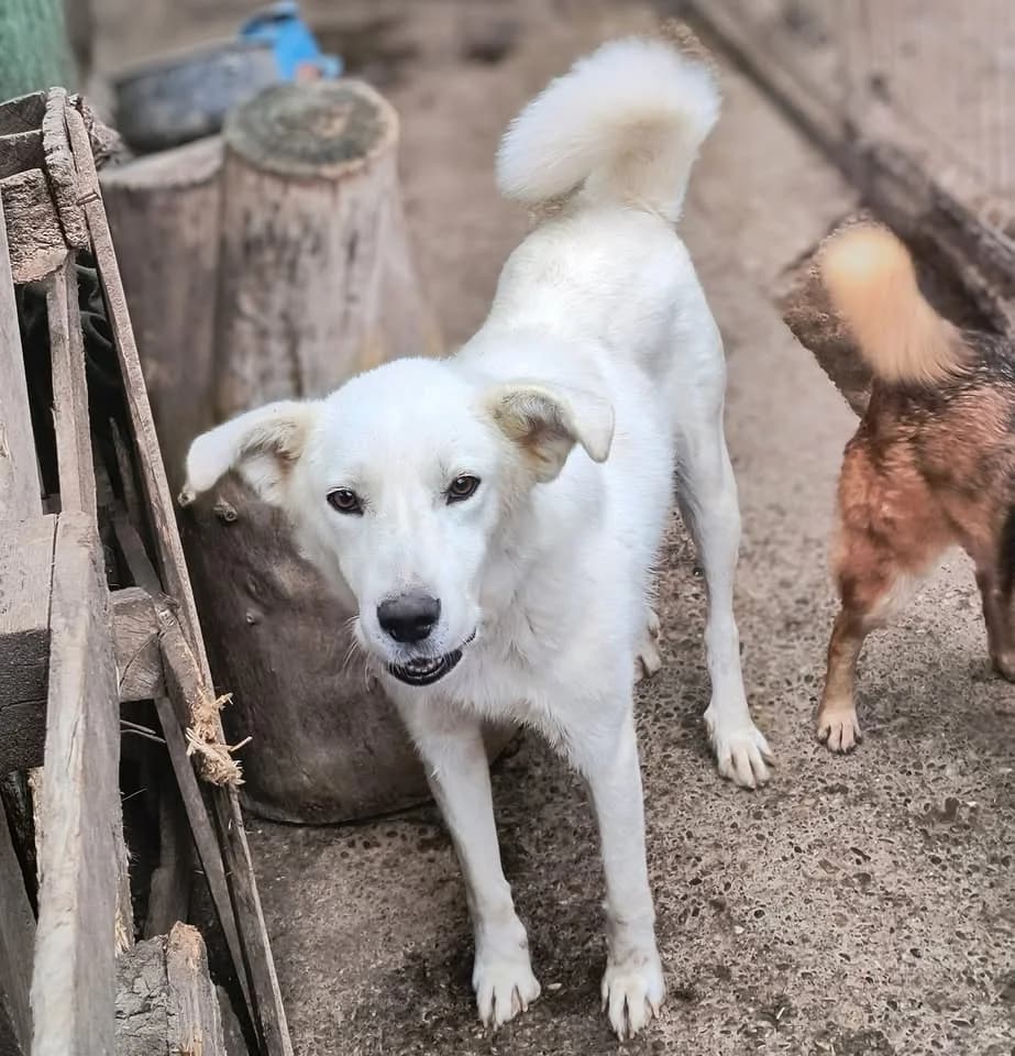 Lucky ca. 50 cm, male 3yo Mixed Breed for adoption at Little Souls, Holtland