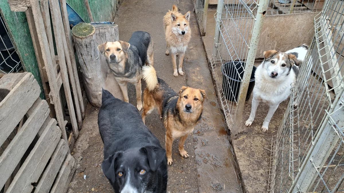 Raffi ca. 47 cm, male 7yo Mixed Breed for adoption at Little Souls, Holtland