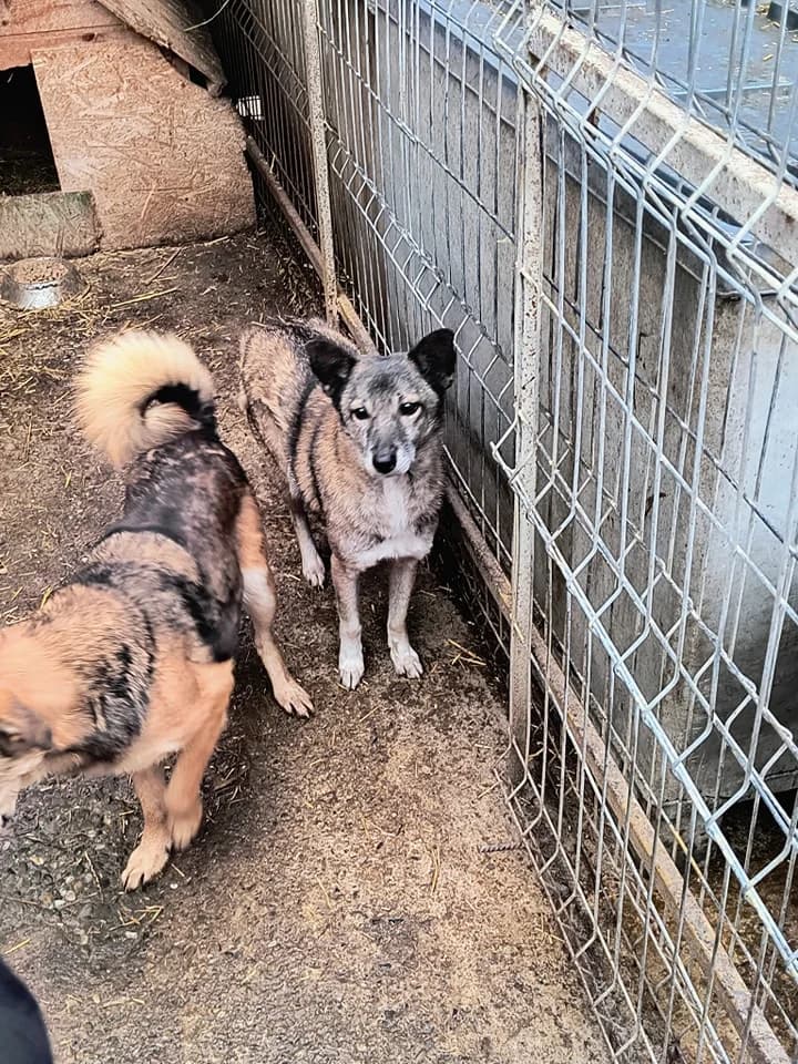 Fernanda ca. 47 cm, female 4yo Mixed Breed for adoption at Little Souls, Holtland