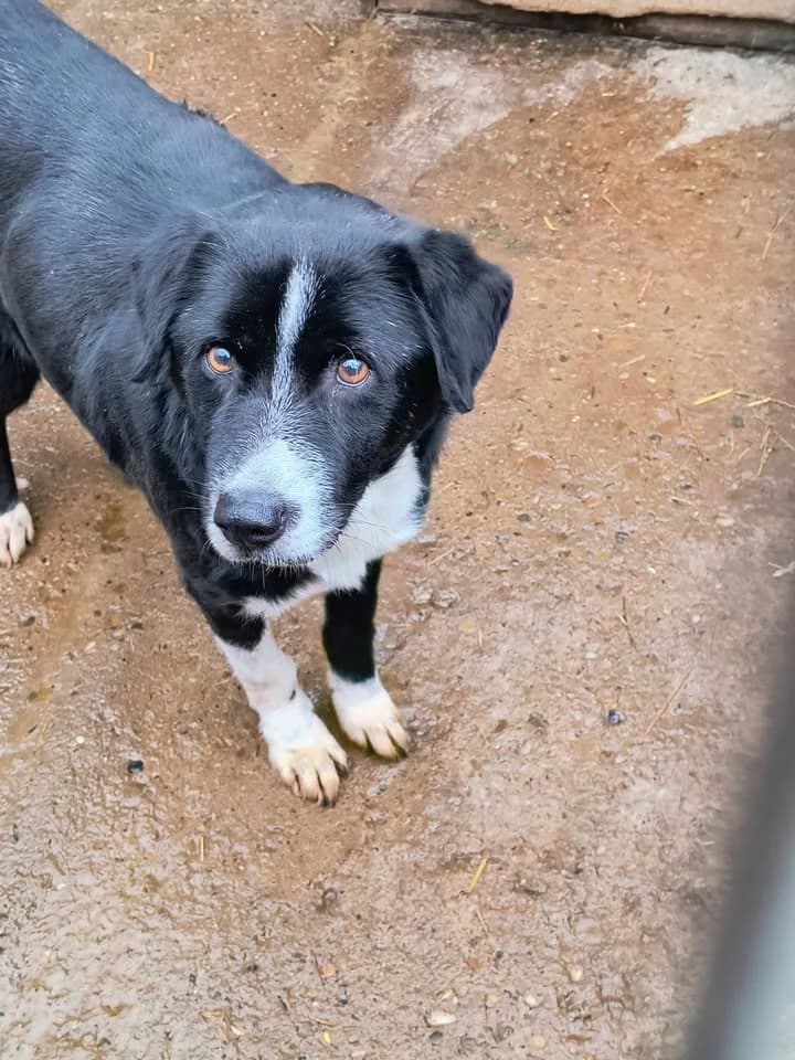 Traves ca. 47 cm, male young Mixed Breed for adoption at Little Souls, Holtland