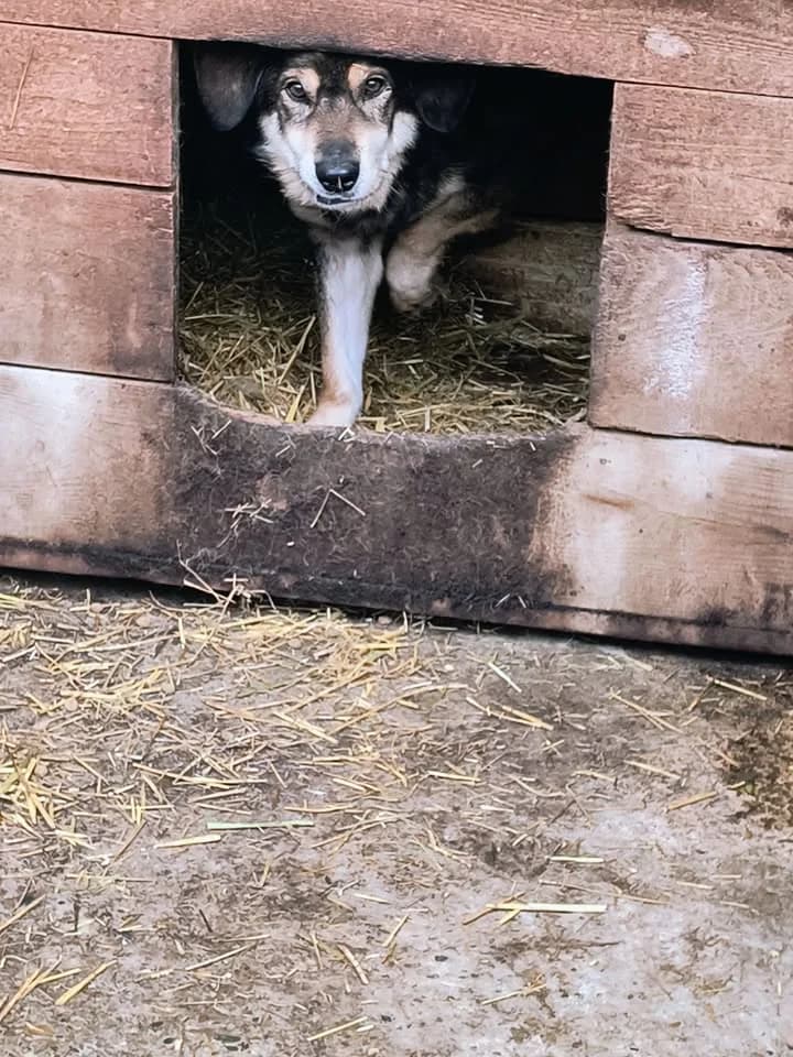 Django ca. 50 cm, male young Mixed Breed for adoption at Little Souls, Holtland
