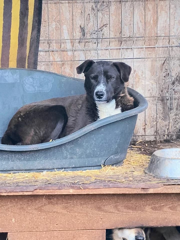 Baloo, male senior Mixed Breed for adoption at Little Souls