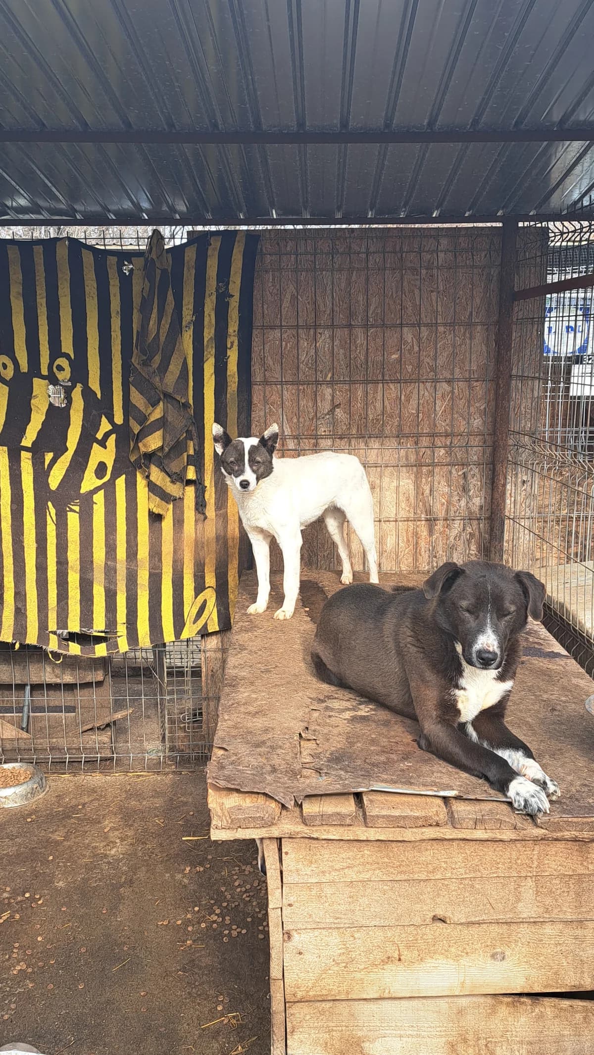 Nava, female senior Mixed Breed for adoption at Little Souls