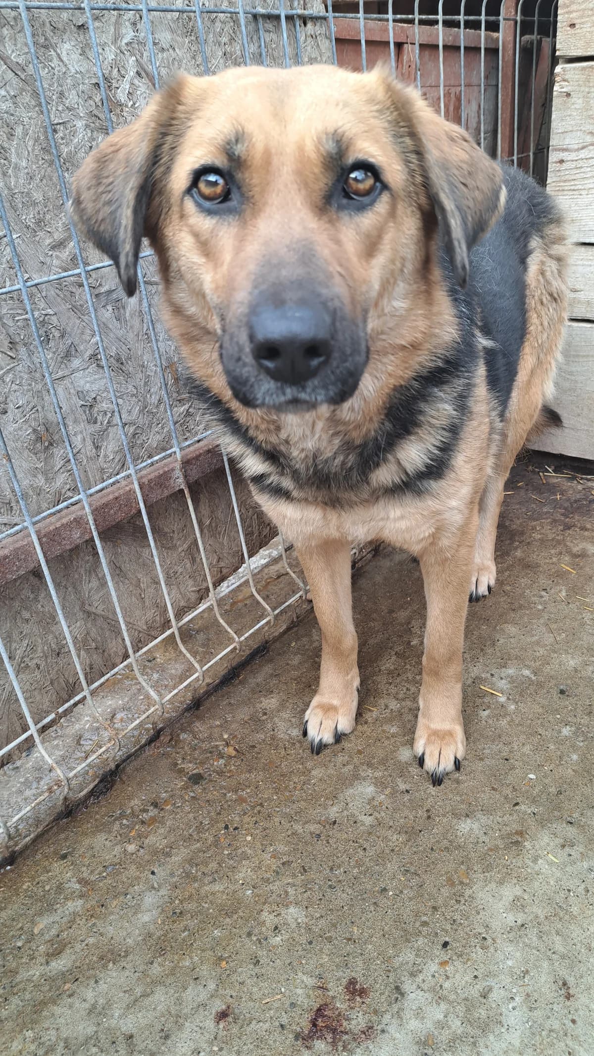 Pepper, female senior Mixed Breed for adoption at Little Souls