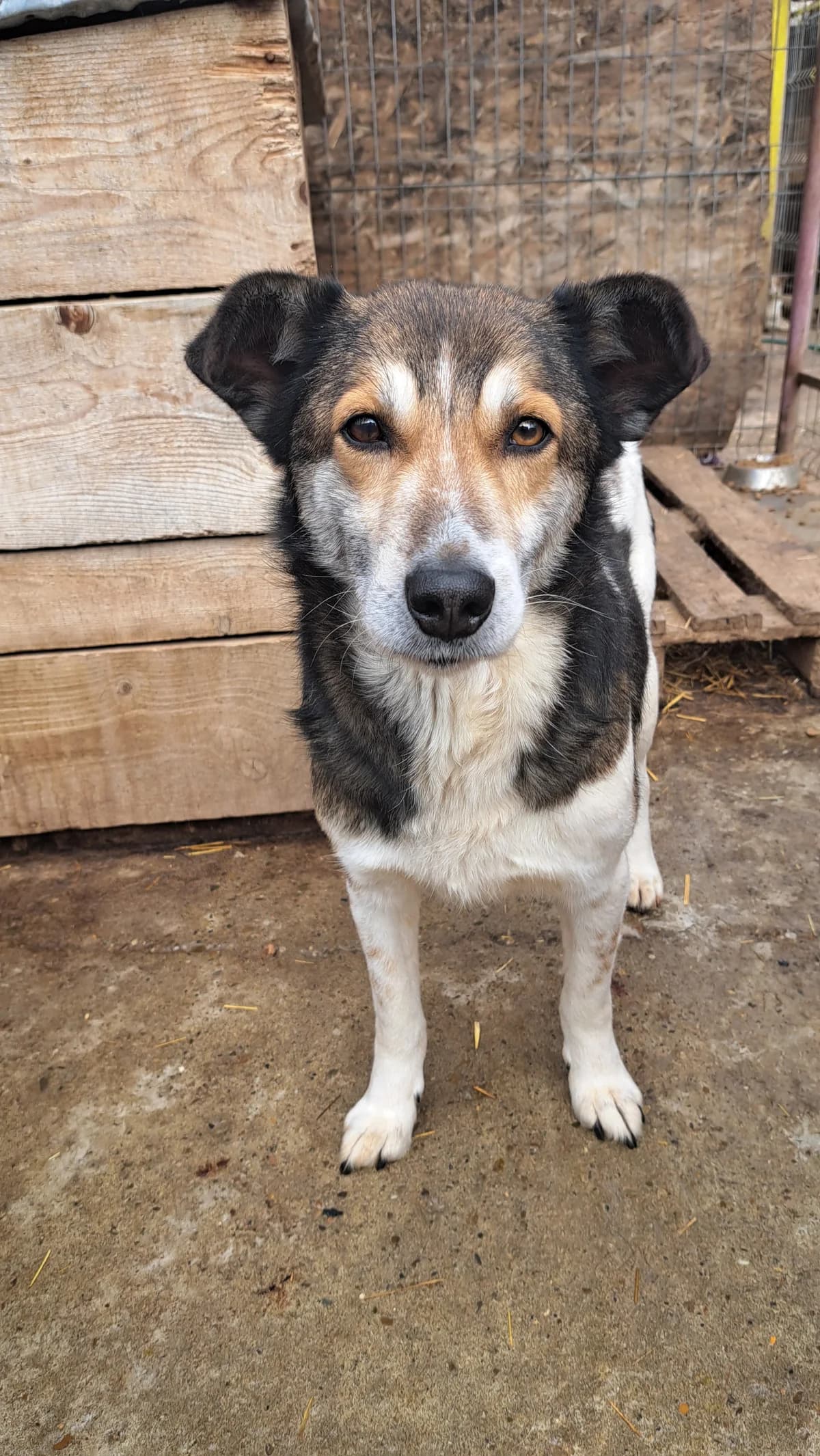Buddy ca. 50 cm, male 4yo Mixed Breed for adoption at Little Souls, Holtland
