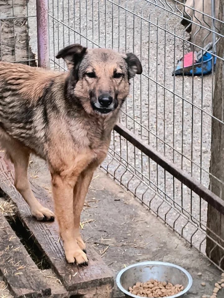 Susi ca. 47 cm, female 4yo Mixed Breed for adoption at Little Souls, Holtland