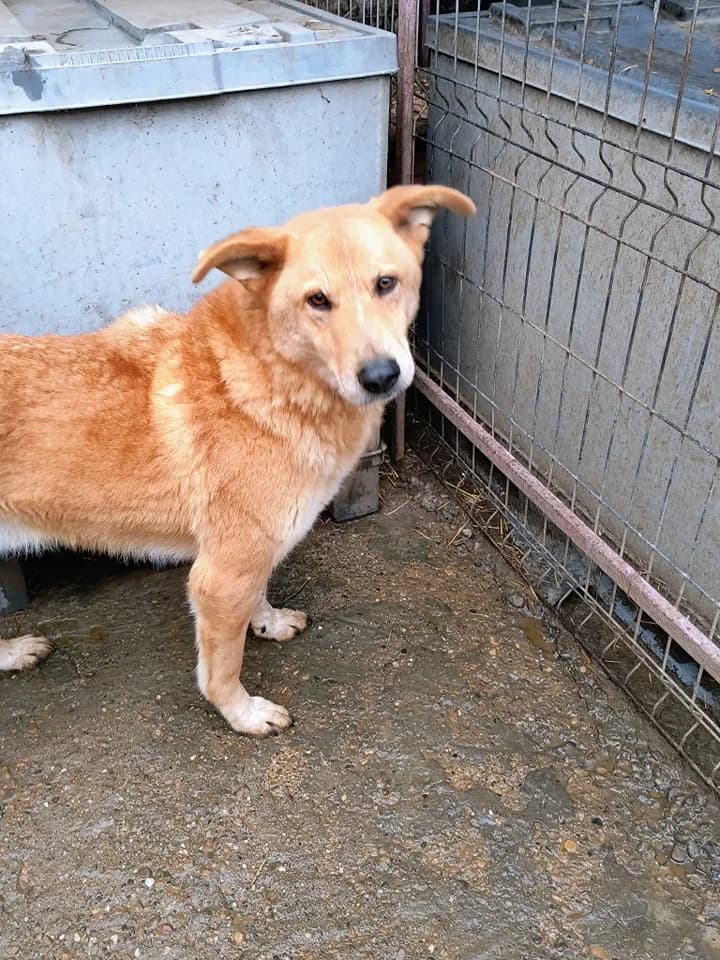 Jingle ca. 55 cm, male 5yo Mixed Breed for adoption at Little Souls, Holtland