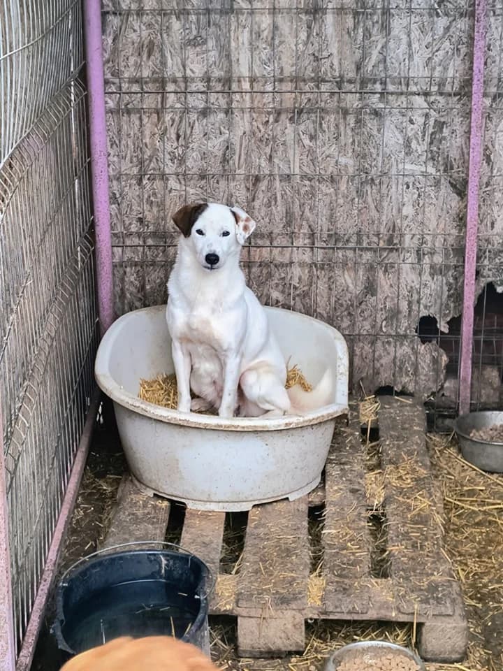 Valentina ca. 47 cm, female 4yo mixed breed for adoption at Little Souls, Holtland
