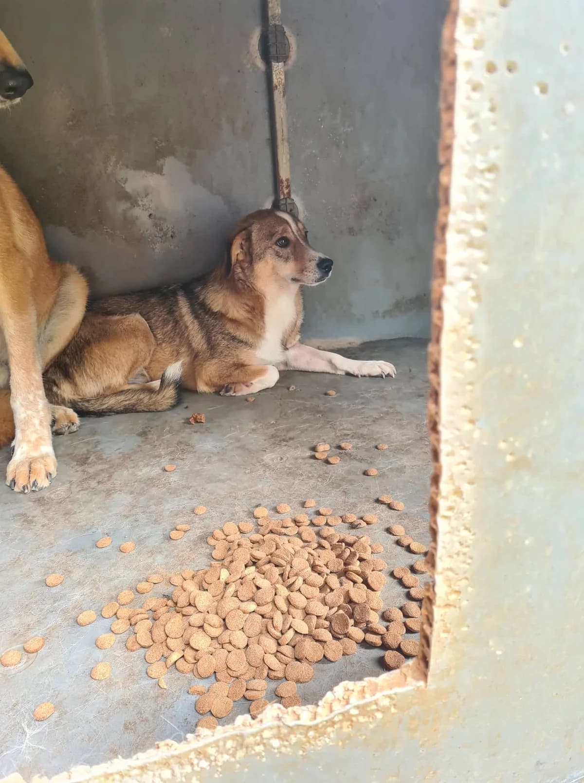 Jamie ca. 40 cm, male 4yo Mixed Breed for adoption at Little Souls, Holtland