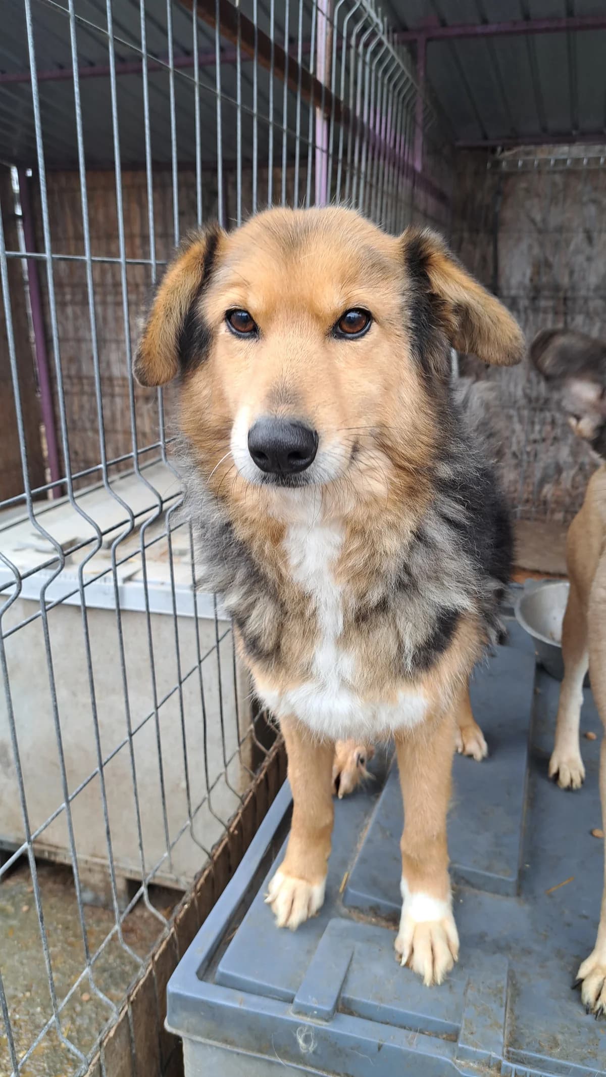 Totte, male senior Mixed Breed for adoption at Little Souls