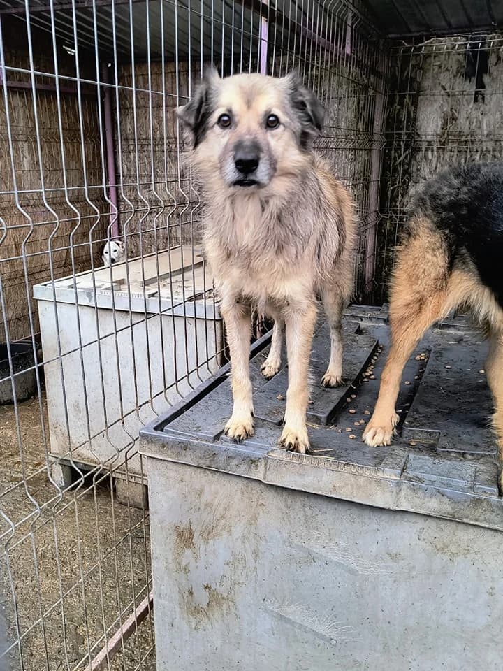Tobi, male senior mixed breed for adoption at Little Souls