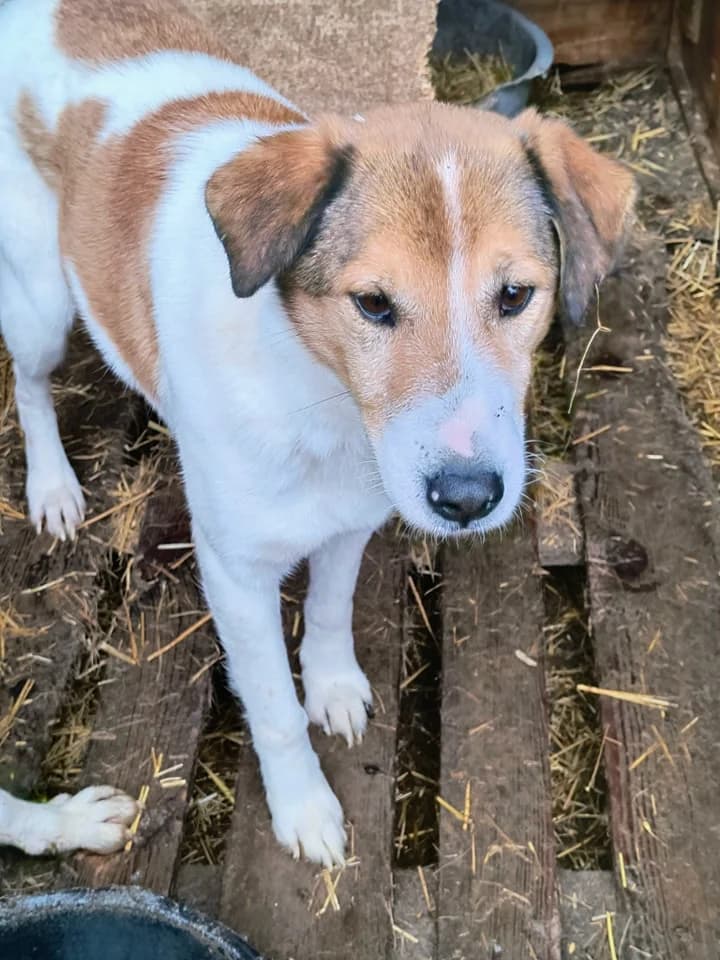Sky L, male senior Mixed Breed for adoption at Little Souls