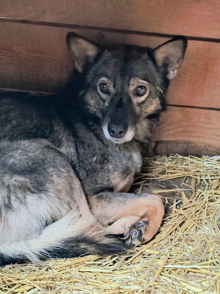 Bella ca. 45 cm, female 4yo Mixed Breed for adoption at Little Souls, Holtland