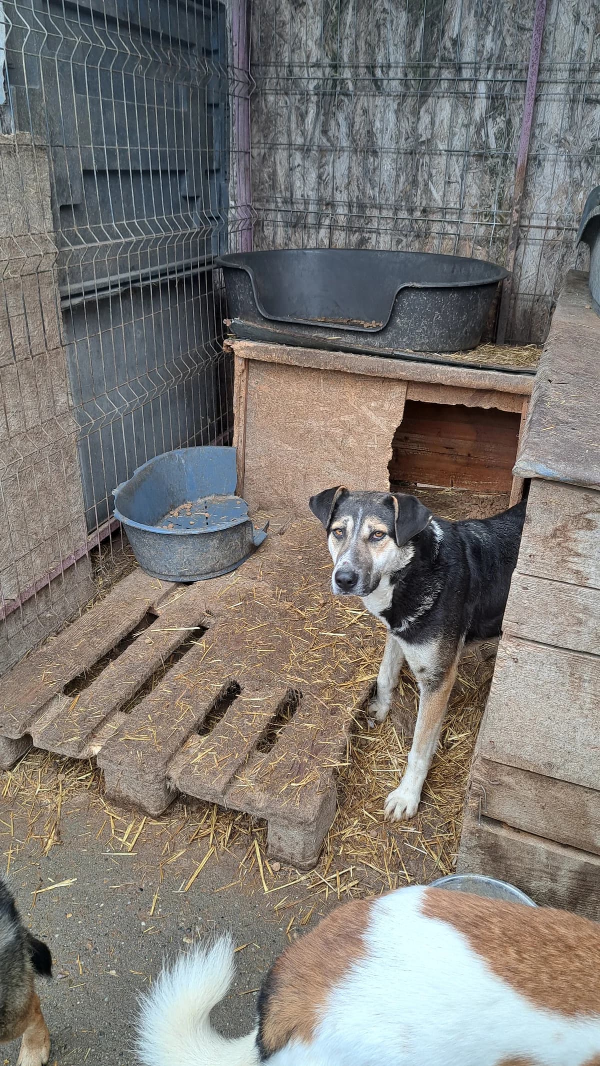 Naila ca. 50 cm, female 3yo Mixed Breed for adoption at Little Souls, Holtland