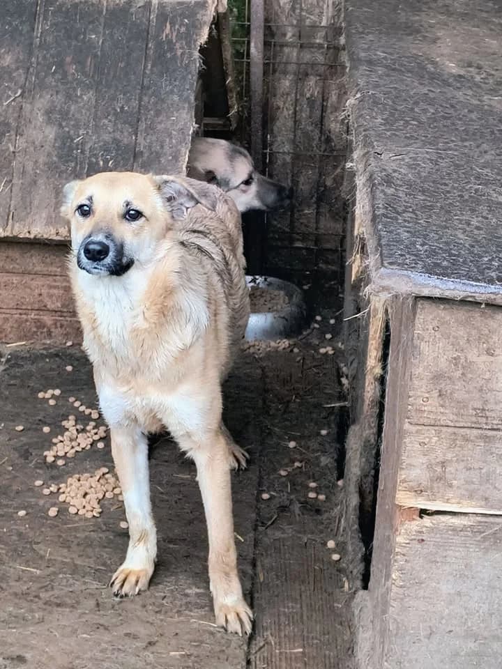 Emma ca. 50 cm, female young mixed breed for adoption at Little Souls, Holtland