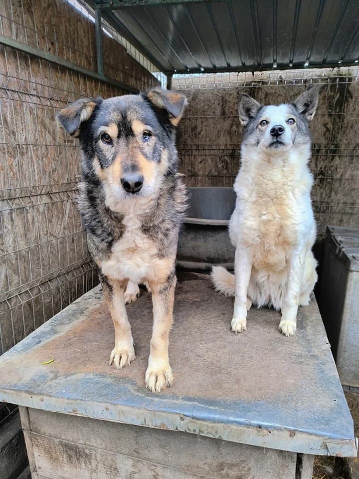 Aiko M ca. 50 cm, male 4yo Mixed Breed for adoption at Little Souls, Holtland