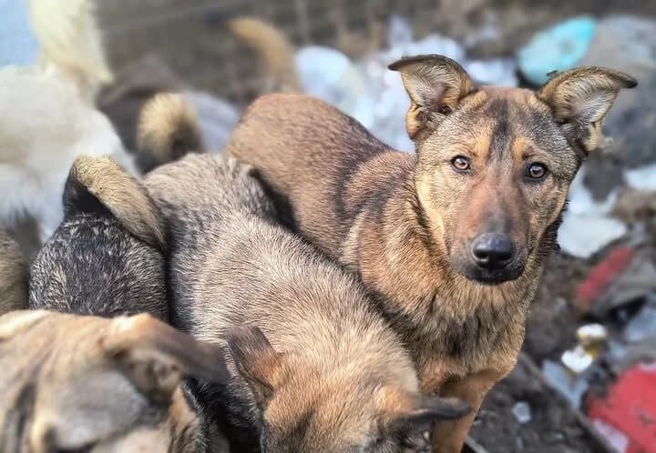 Picolina ca. 50 cm, female young mixed breed for adoption at Little Souls, Holtland