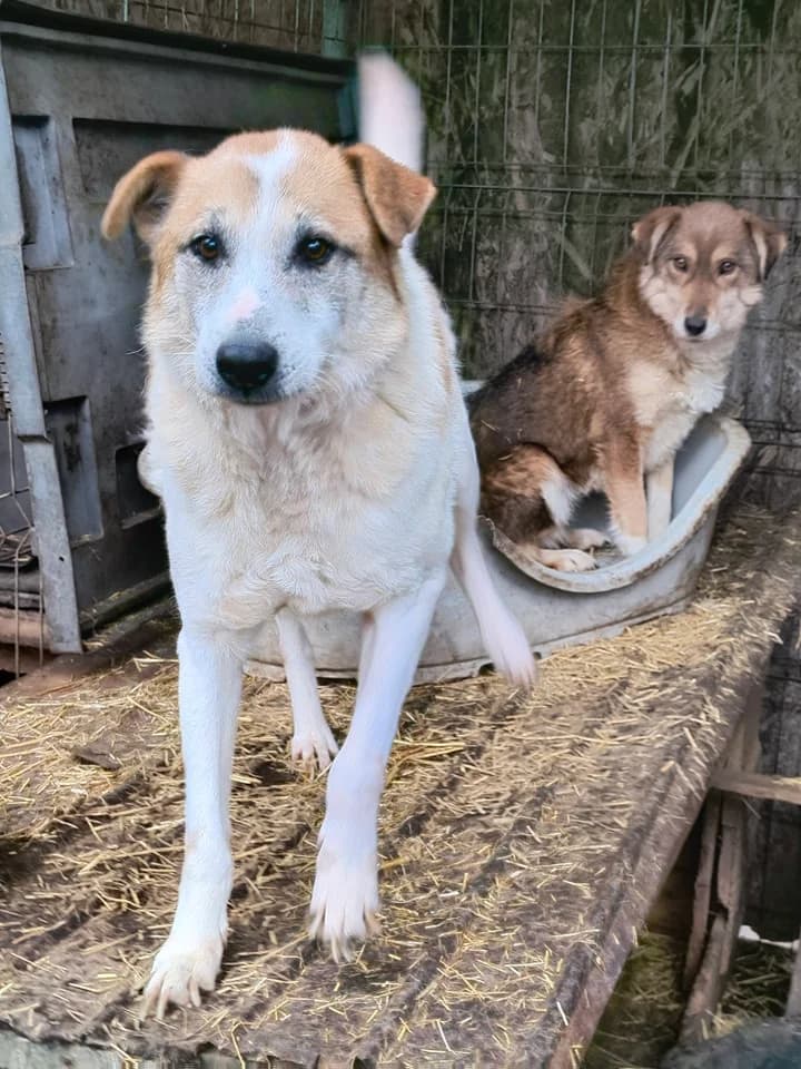 Finley ca. 55 cm, male 4yo Mixed Breed for adoption at Little Souls, Holtland