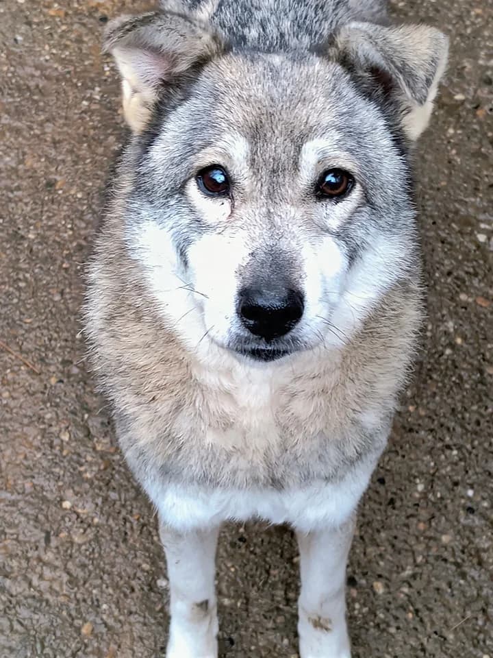 Nuka ca. 50 cm, male 4yo Mixed Breed for adoption at Little Souls, Holtland