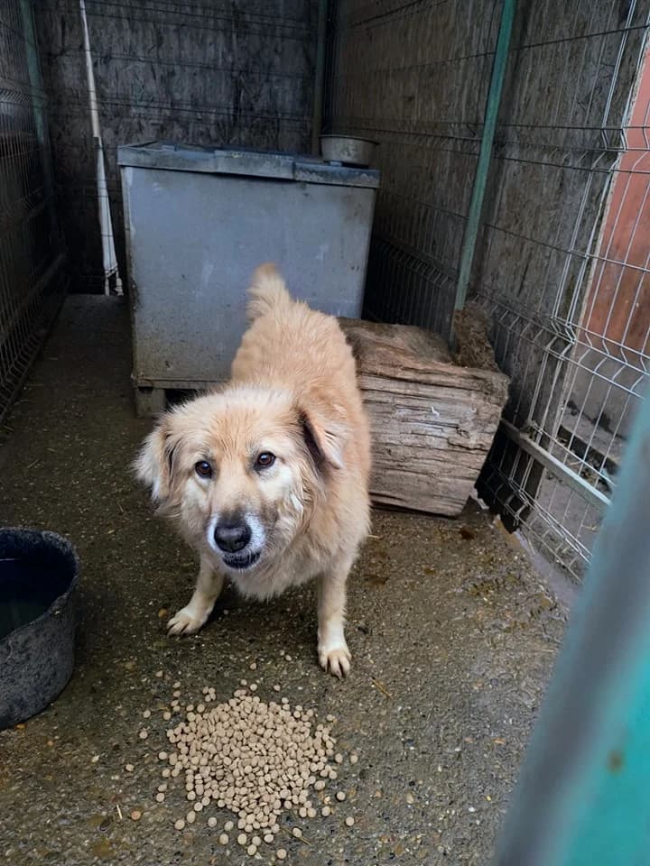 Susi D, female senior Mixed Breed for adoption at Little Souls