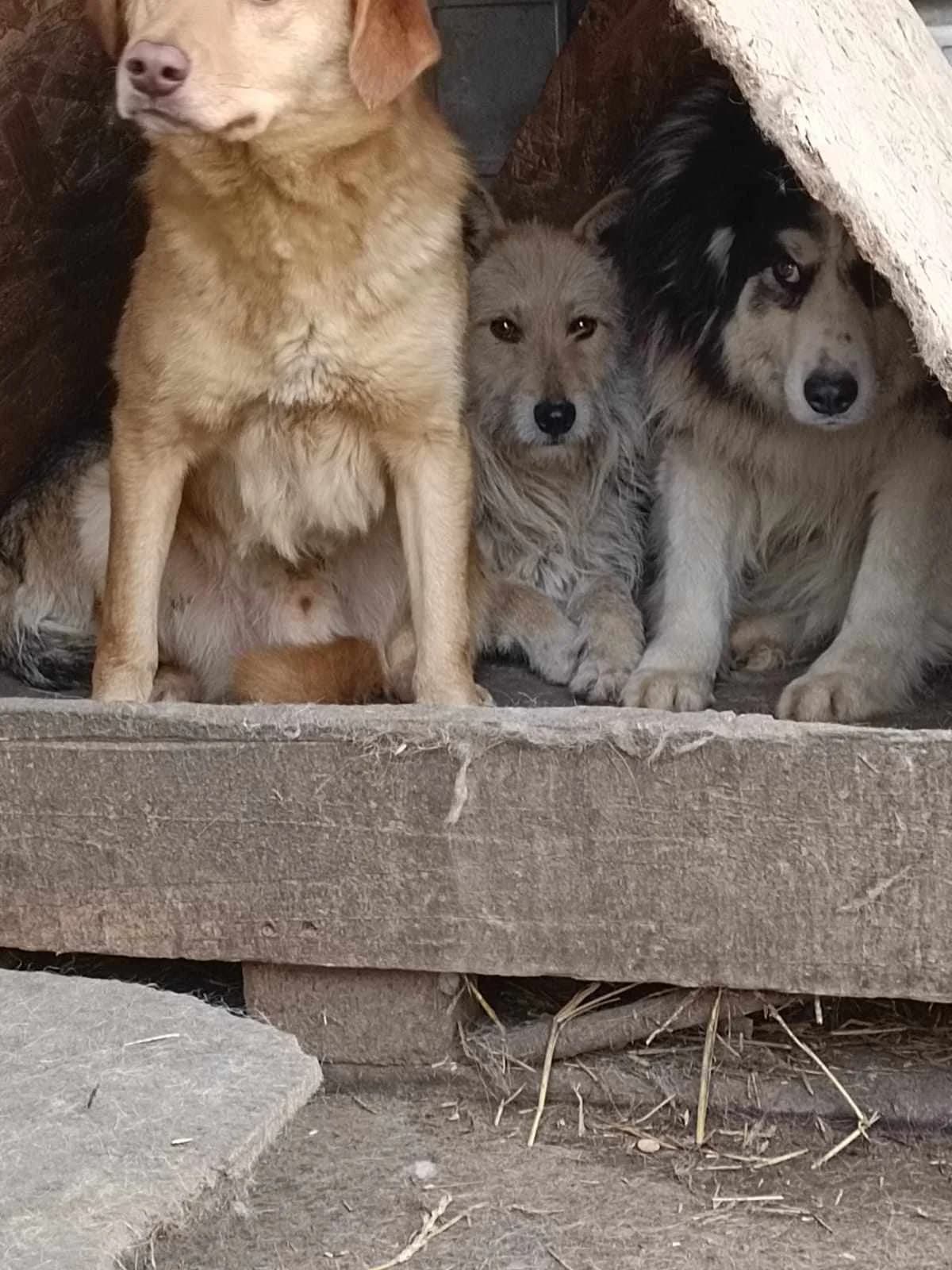 Aimee ca. 45 cm, female Mixed Breed for adoption at Little Souls, Holtland