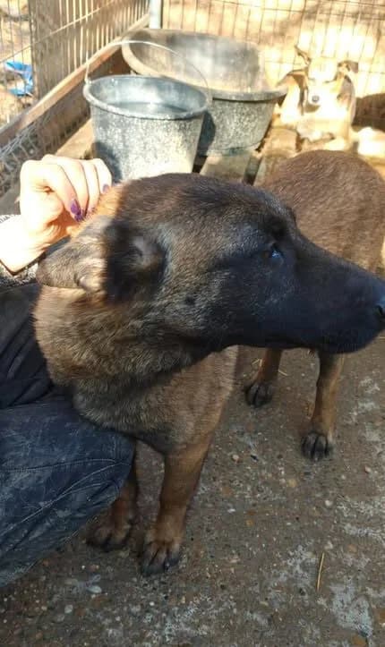 Mira, female 3yo Mixed Breed for adoption at Little Souls