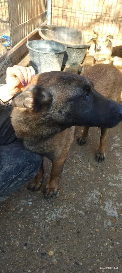 Mira, female 3yo Mixed Breed for adoption at Little Souls