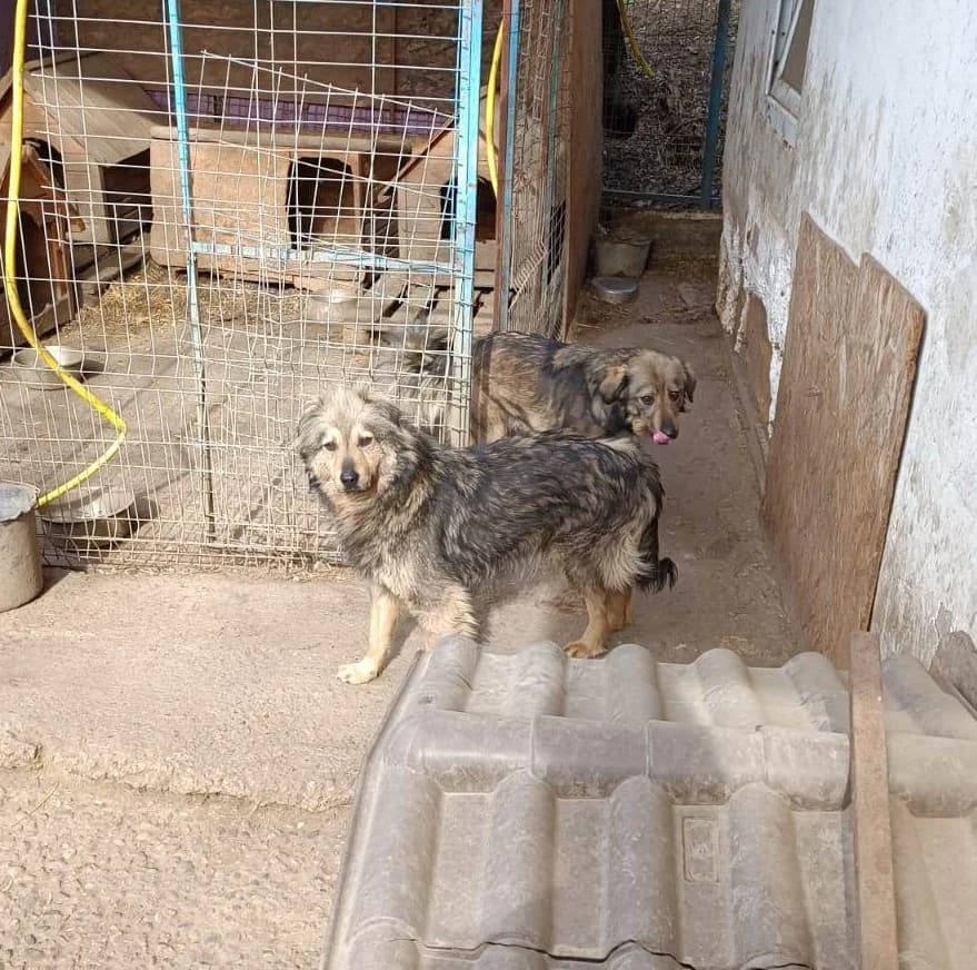 Prince ca. 45 cm, male 4yo mixed breed for adoption at Little Souls, Holtland