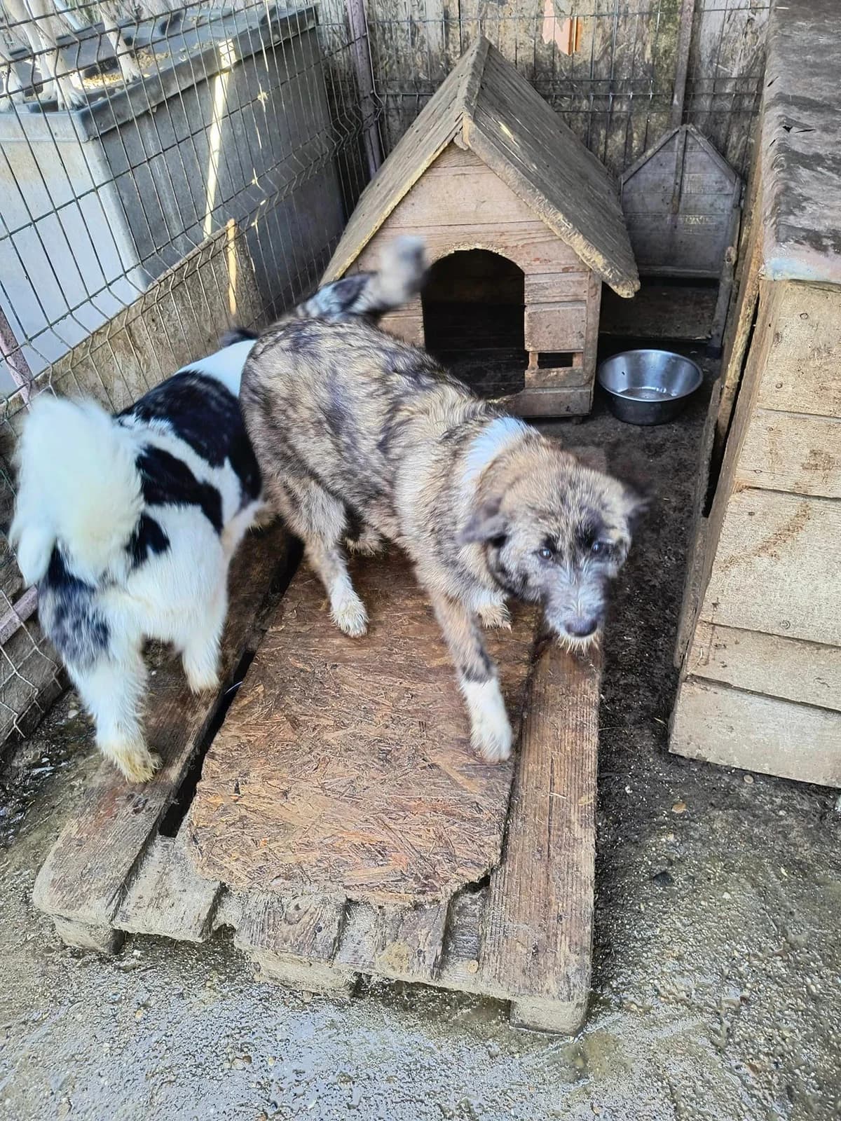 Lilou ca. 47 cm, female young mixed breed for adoption at Little Souls, Holtland