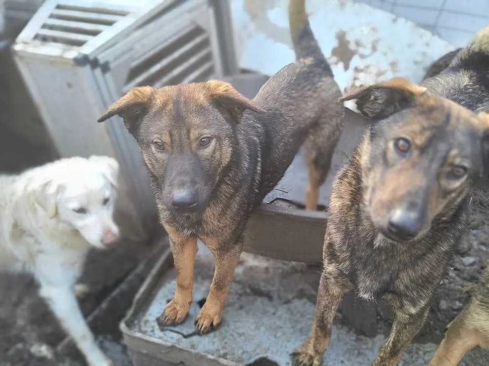 Jamie W ca. 50 cm, male young Mixed Breed for adoption at Little Souls, Holtland