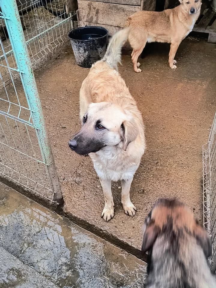 Amelia ca. 50 cm, female 3yo mixed breed for adoption at Little Souls, Holtland