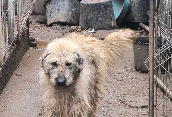 Julchen ca. 50 cm, female young mixed breed for adoption at Little Souls, Holtland