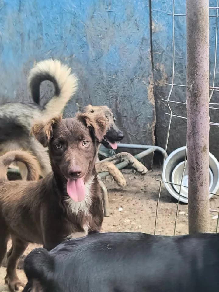 Mona ca. 45 cm, female young mixed breed for adoption at Little Souls, Holtland