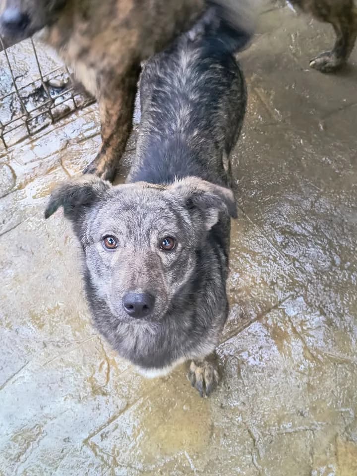 Charly ca. 40 cm, male young mixed breed for adoption at Little Souls, Holtland