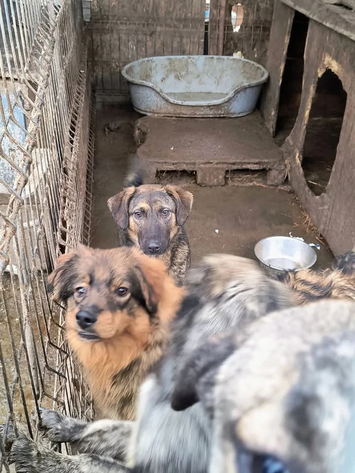 Ava ca. 40 cm, female young mixed breed for adoption at Little Souls, Holtland