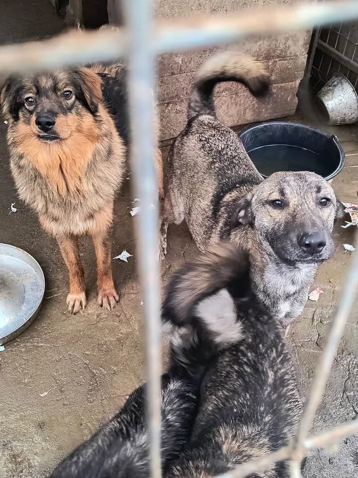 Skip ca. 50 cm, male young mixed breed for adoption at Little Souls, Holtland
