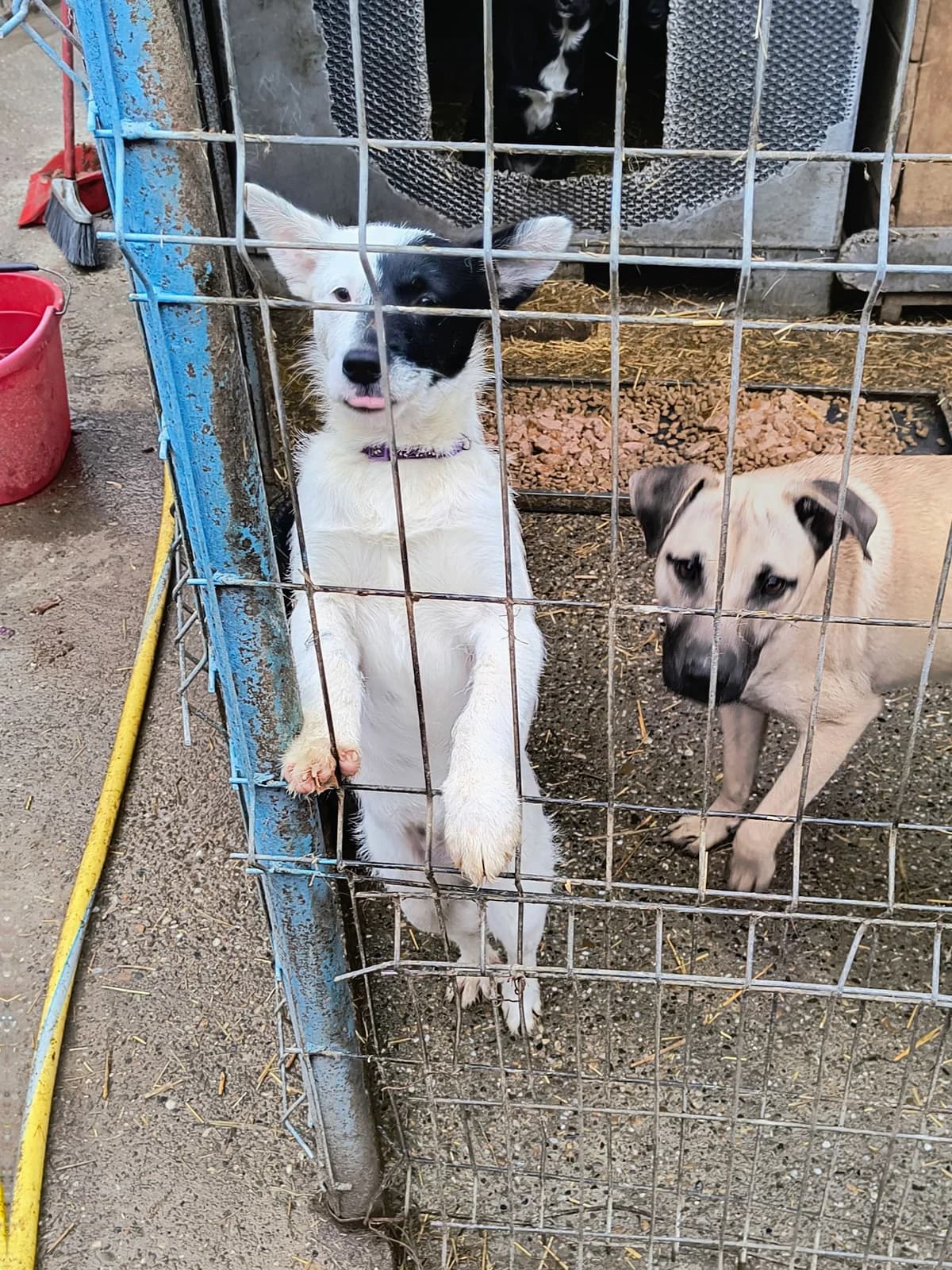 Daisy (im Wachstum) – vermittelt, female puppy Mixed Breed for adoption at Little Souls, Holtland