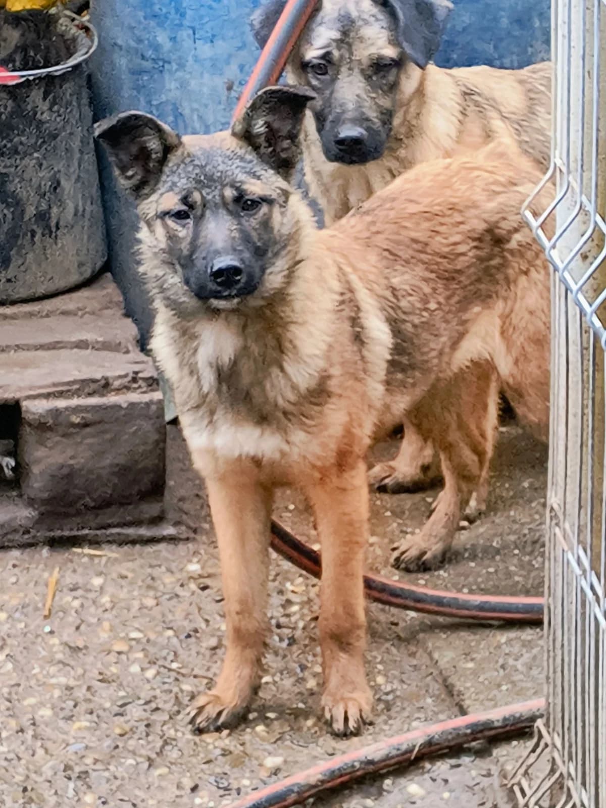 Carella ca. 45 cm, female young Mixed Breed for adoption at Little Souls, Holtland