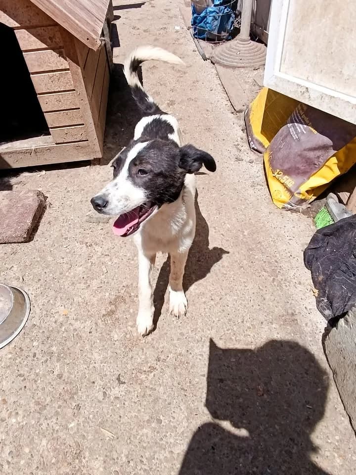 Gina ca. 50 cm – vermittelt, female puppy Mixed Breed for adoption at Little Souls, Holtland