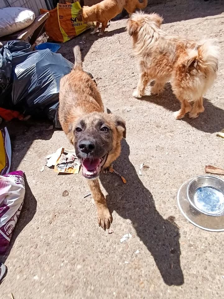 Zora, female young mixed breed for adoption at Little Souls