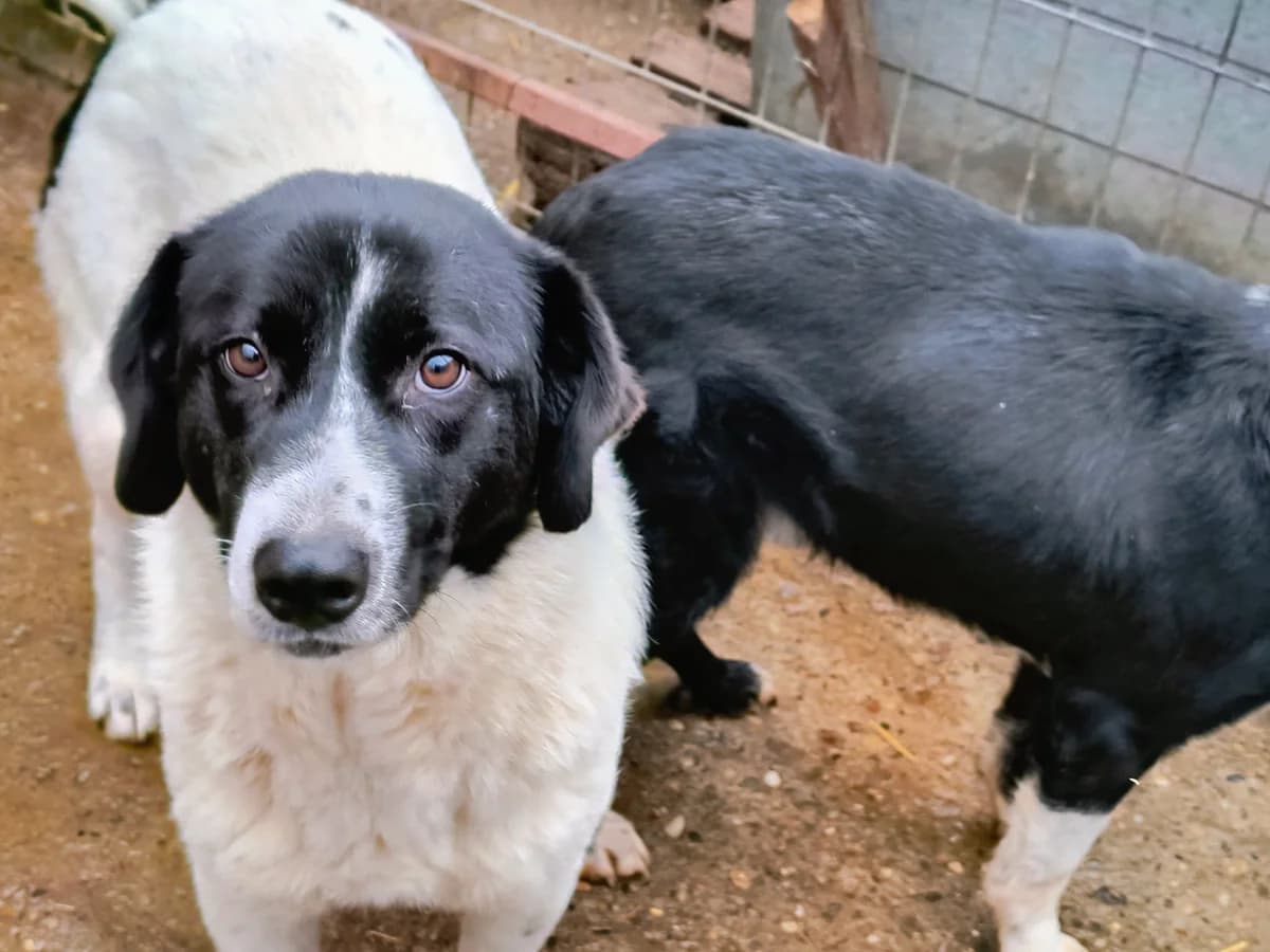 Kalimera ca. 50 cm – vermittelt, female young Mixed Breed for adoption at Little Souls, Holtland