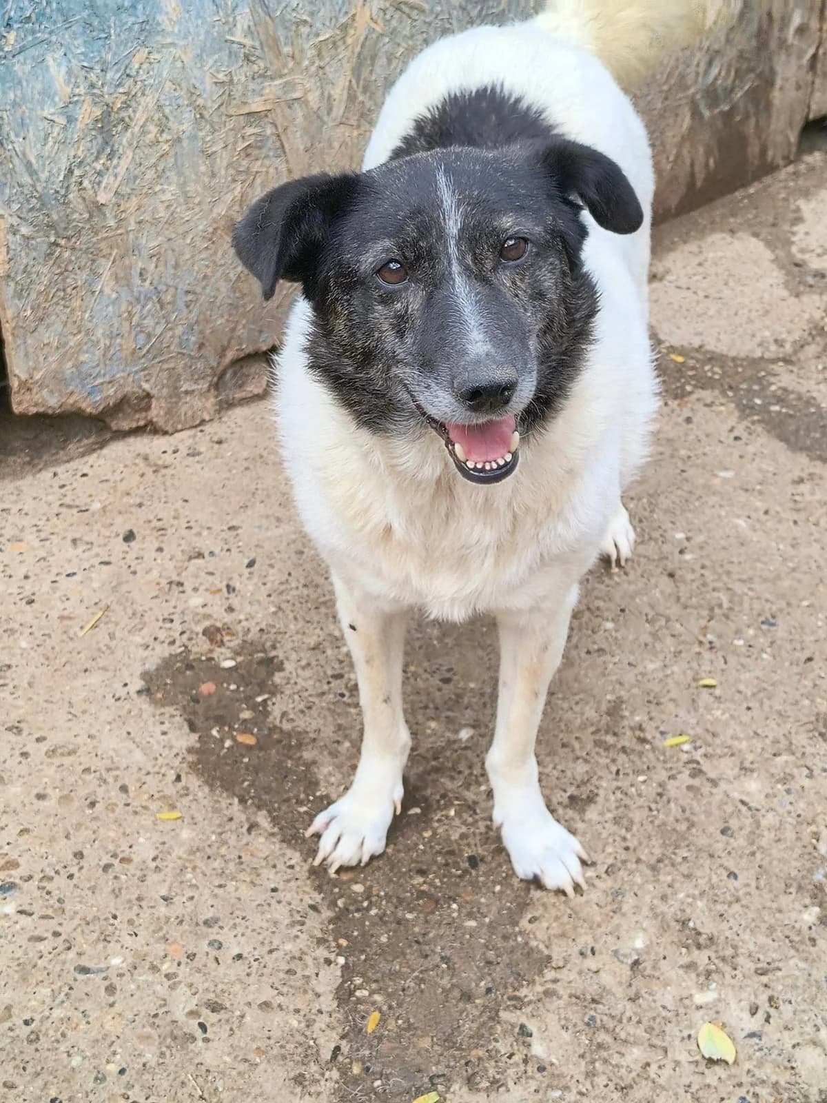 Ginny ca. 40 cm – vermittelt, female young Mixed Breed for adoption at Little Souls, Holtland