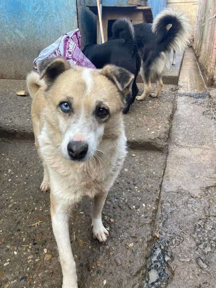 Missy ca. 40 cm, female 4yo Mixed Breed for adoption at Little Souls, Holtland