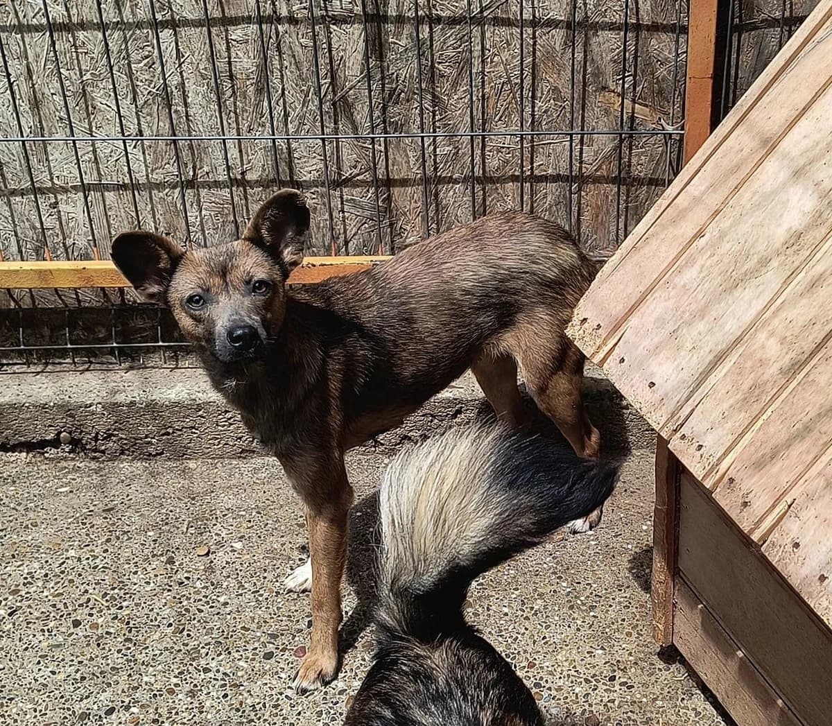 Fluse ca. 30 cm – vermittelt, female young Mixed Breed for adoption at Little Souls, Holtland