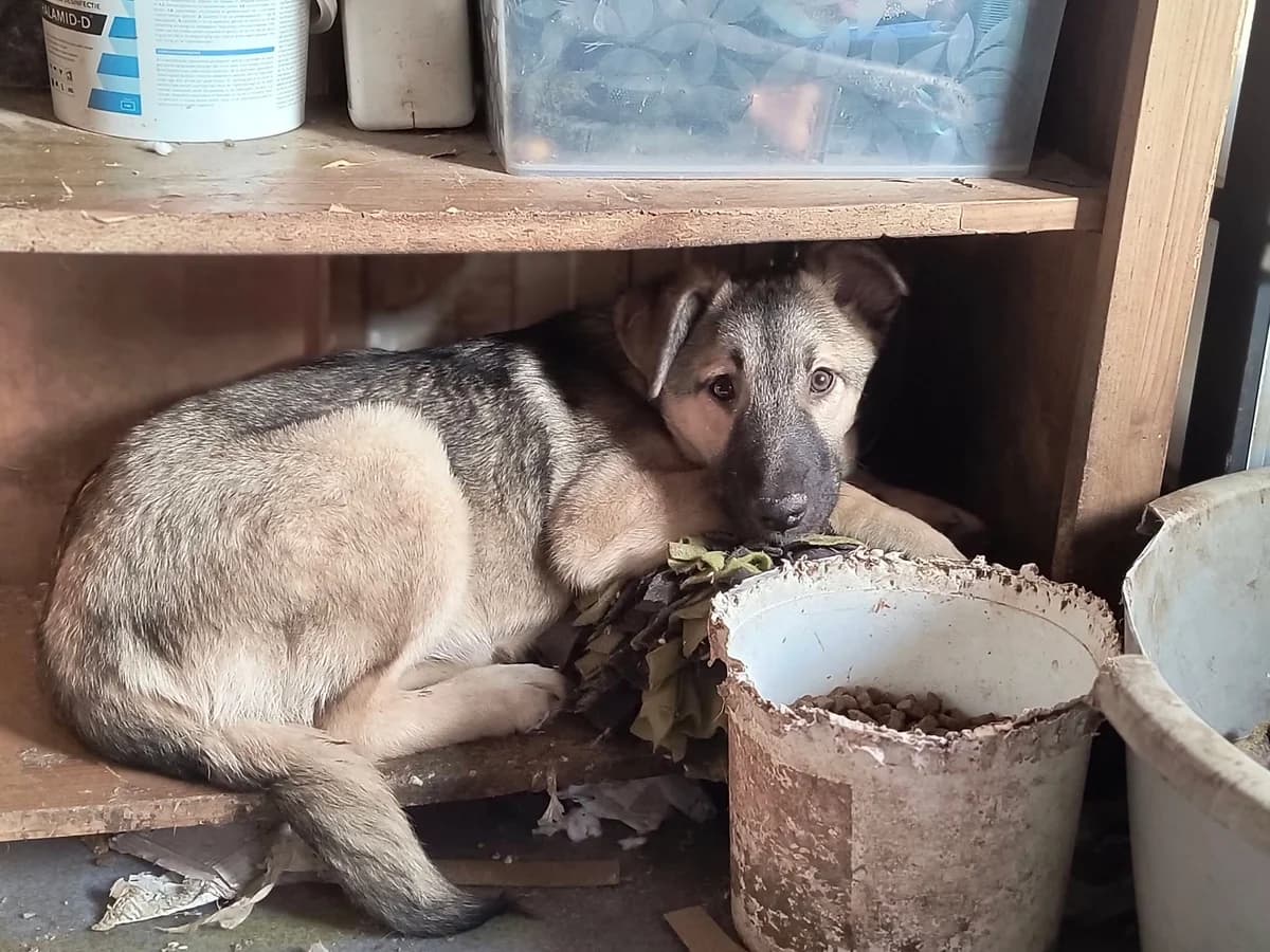 Bobby R, male young mixed breed for adoption at Little Souls