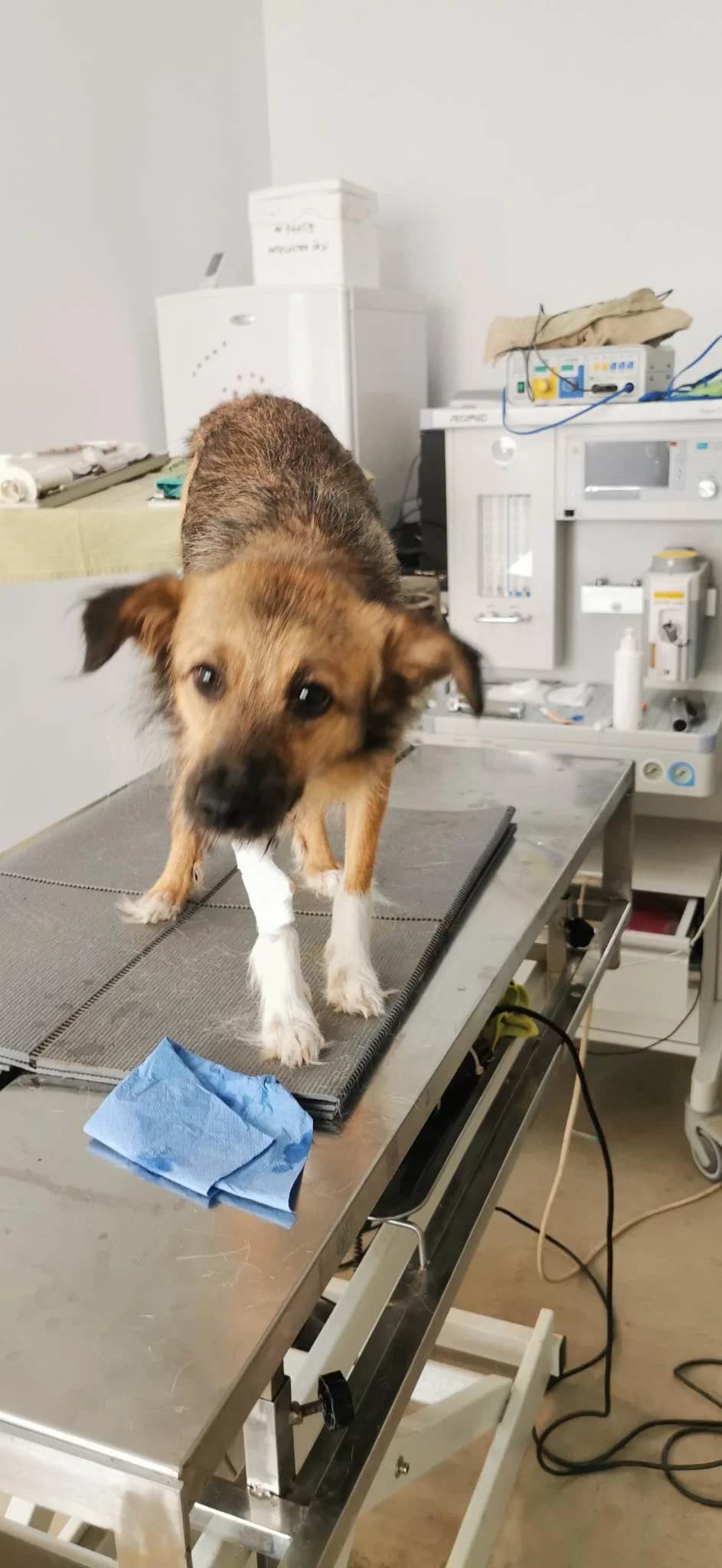 Bailey – Notfellchen, female 3yo Mixed Breed for adoption at Little Souls