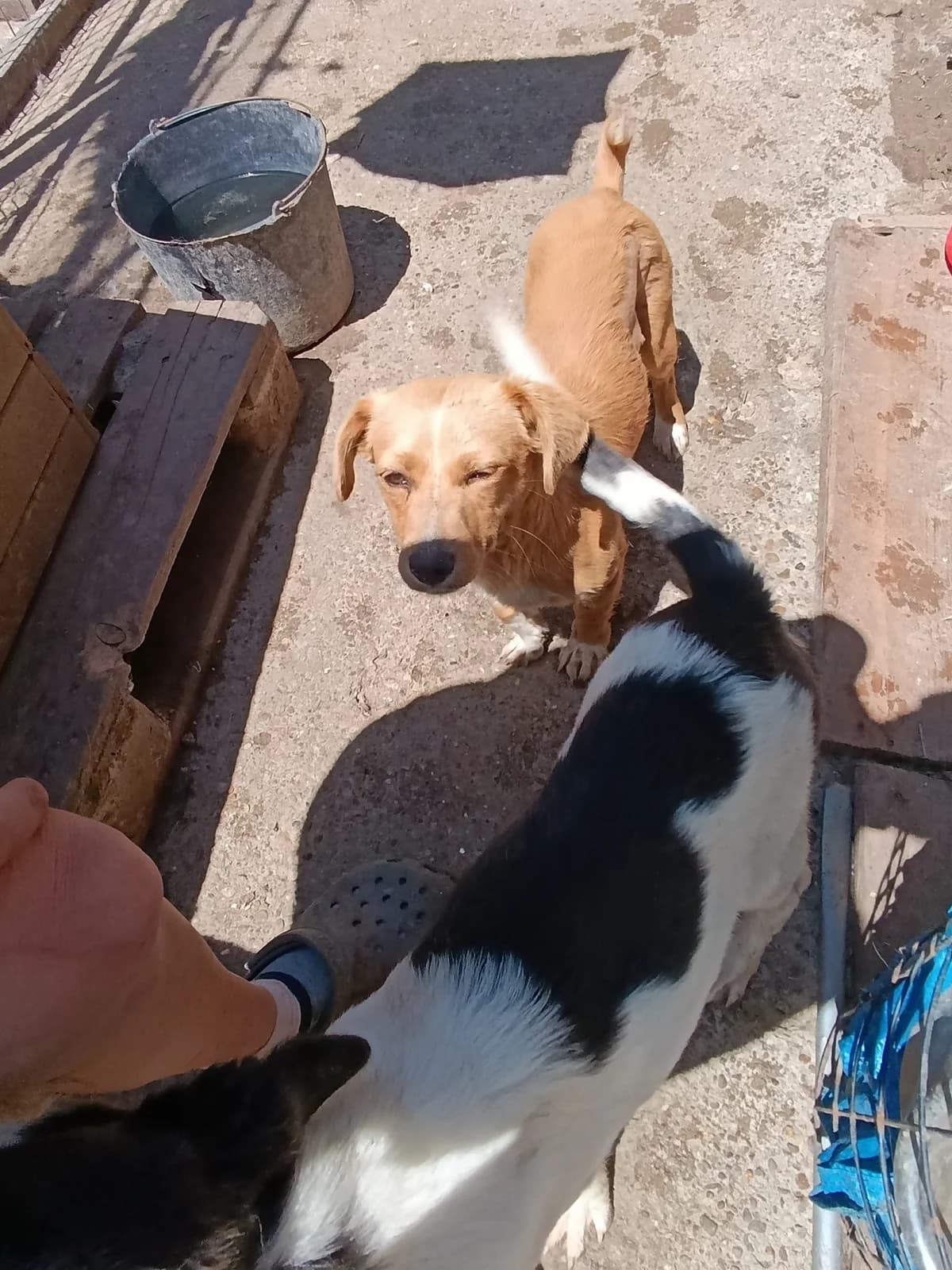 Suki ca. 35 cm –, female young Mixed Breed for adoption at Little Souls, Holtland