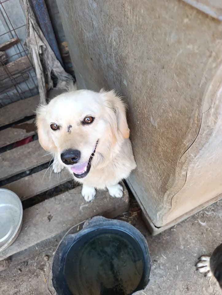 Meg ca. 42 cm –, female young Mixed Breed for adoption at Little Souls, Holtland