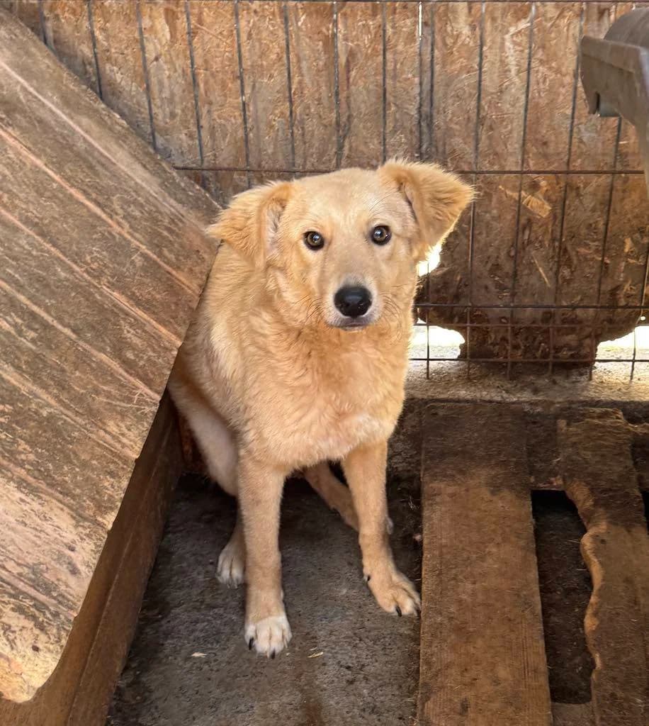 Cody, male young Mixed Breed for adoption at Little Souls